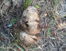 Пизолитус красильный (Pisolithus arhizus)