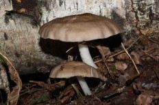 Плютей Хонго (Pluteus hongoi)