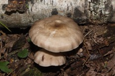 Плютей Хонго (Pluteus hongoi)