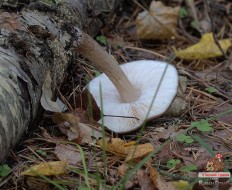 Олений гриб (Pluteus cervinus)