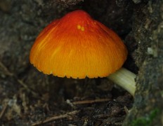 Плютей оранжевоморщинистый (Pluteus aurantiorugosus)