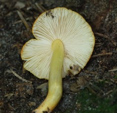 Плютей оранжевоморщинистый (Pluteus aurantiorugosus)