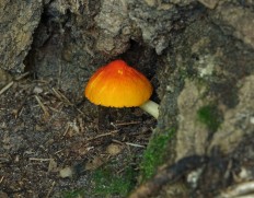 Плютей оранжевоморщинистый (Pluteus aurantiorugosus)