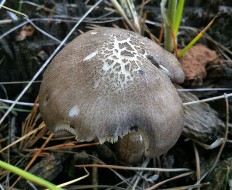 Плютей тёмнокрайний (Pluteus atromarginatus)