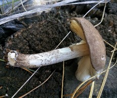 Плютей тёмнокрайний (Pluteus atromarginatus)