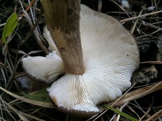 Плютей тёмнокрайний (Pluteus atromarginatus)