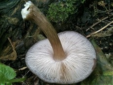 Плютей тёмнокрайний (Pluteus atromarginatus)