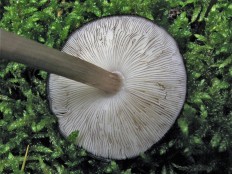 Плютей тёмнокрайний (Pluteus atromarginatus)