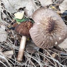 Плютей умбровоподобный (Pluteus umbrosoides)