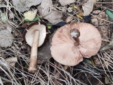 Плютей умбровоподобный (Pluteus umbrosoides)