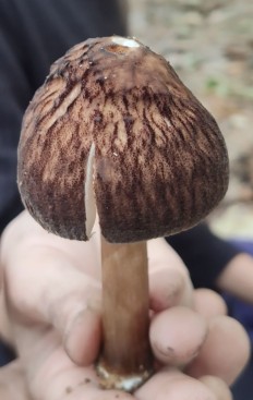 Плютей умбровоподобный (Pluteus umbrosoides)