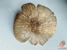 Плютей умбровоподобный (Pluteus umbrosoides)