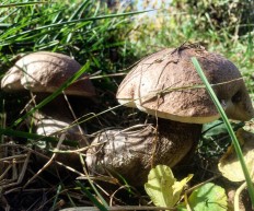 Обабок твердоватый (Leccinum duriusculum)