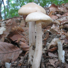 Полевик ранний (Agrocybe praecox)