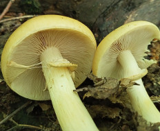 Полевик ранний (Agrocybe praecox)