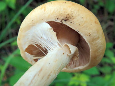 Полевик ранний (Agrocybe praecox)