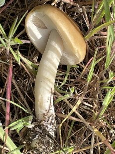 Полевик ранний (Agrocybe praecox)