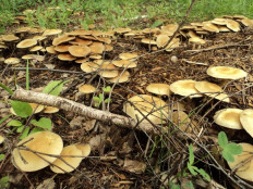 Полевик ранний (Agrocybe praecox)