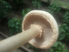 Полевик ранний (Agrocybe praecox)