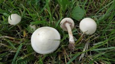 Полевик жёсткий (Agrocybe dura)