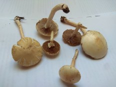 Полевик жёсткий (Agrocybe dura)