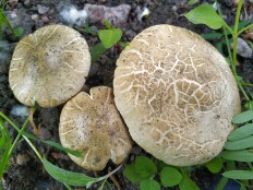 Полевик жёсткий (Agrocybe dura)