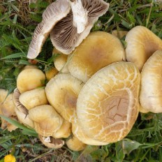 Полевик жёсткий (Agrocybe dura)