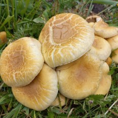 Полевик жёсткий (Agrocybe dura)