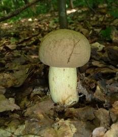 Полубелый гриб (Hemileccinum impolitum)