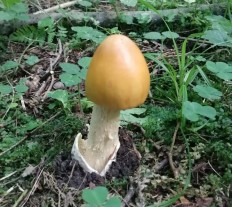 Поплавок желтеющий (Amanita flavescens)