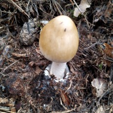 Поплавок желтеющий (Amanita flavescens)