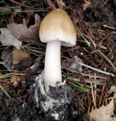 Поплавок желтеющий (Amanita flavescens)