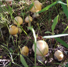 Поплавок шафрановый (Amanita crocea)