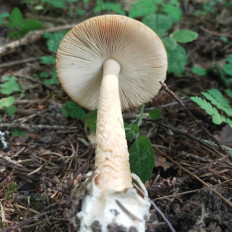 Поплавок шафрановый (Amanita crocea)