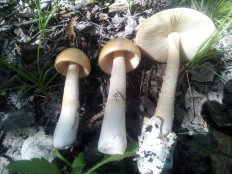 Поплавок шафрановый (Amanita crocea)