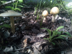 Поплавок шафрановый (Amanita crocea)