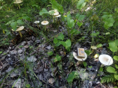 Поплавок шафрановый (Amanita crocea)