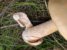 Поплавок шафрановый (Amanita crocea)