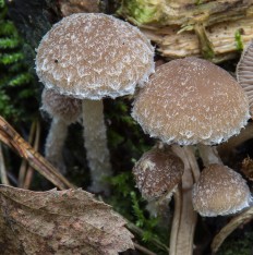 Псатирелла олимпийская (Psathyrella olympiana)