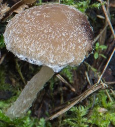 Псатирелла олимпийская (Psathyrella olympiana)