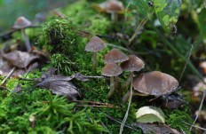 Псатирелла олимпийская (Psathyrella olympiana)