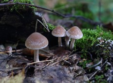 Псатирелла олимпийская (Psathyrella olympiana)