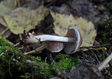 Псатирелла олимпийская (Psathyrella olympiana)