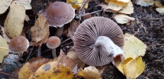 Псатирелла олимпийская (Psathyrella olympiana)