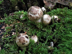 Псатирелла пятнистая (Psathyrella maculata)