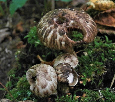 Псатирелла пятнистая (Psathyrella maculata)