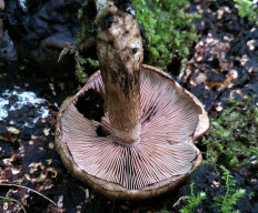 Псатирелла пятнистая (Psathyrella maculata)