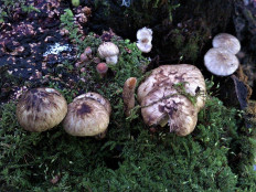 Псатирелла пятнистая (Psathyrella maculata)