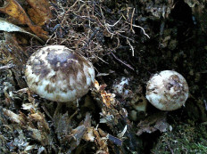 Псатирелла пятнистая (Psathyrella maculata)