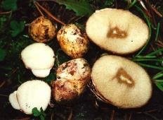 Ризопогон обыкновенный (Rhizopogon vulgaris)